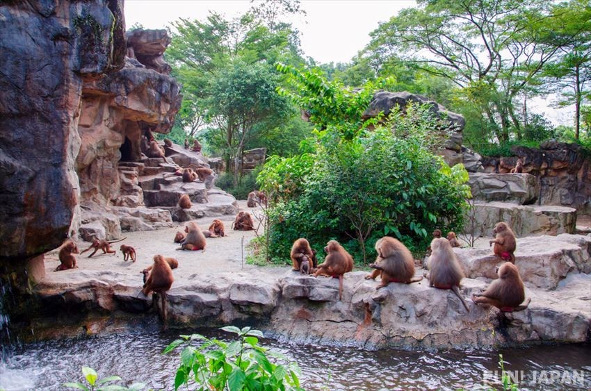 4 Spectacular Zoos in Tokyo