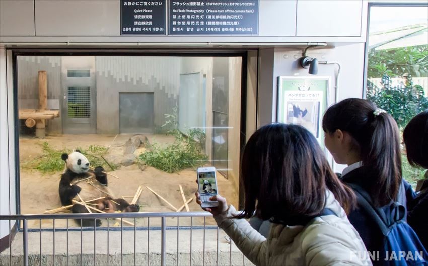 去上野動物園看看卡哇伊的貓熊♪