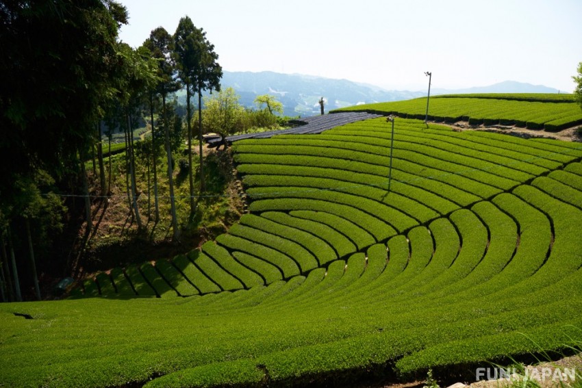 Uji of Kyoto: the Renown Home of Matcha Tea