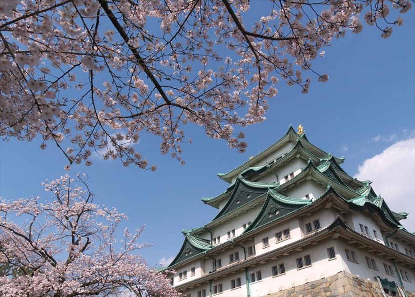 Top 3 Nagoya Cherry Blossom Viewing Spots