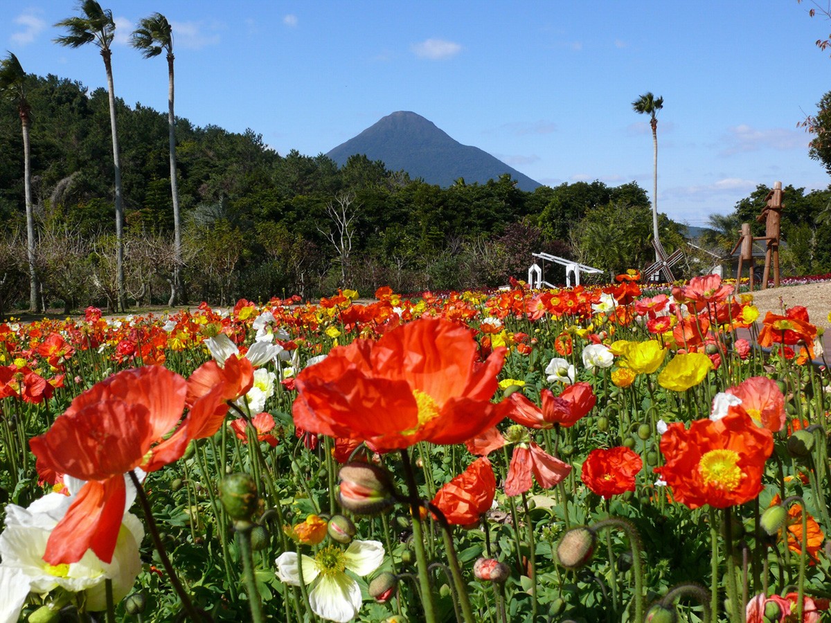 สิ่งน่าสนใจและเรื่องน่าทำใน สวนพฤกษศาสตร์ Flower Park Kagoshima