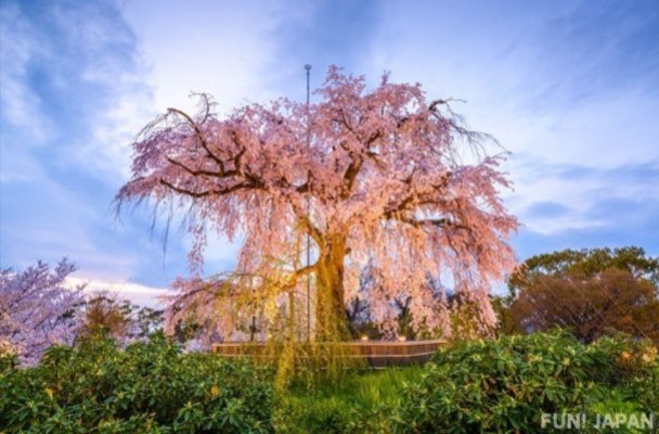 京都 円山公園 在市中心的人氣賞櫻名所