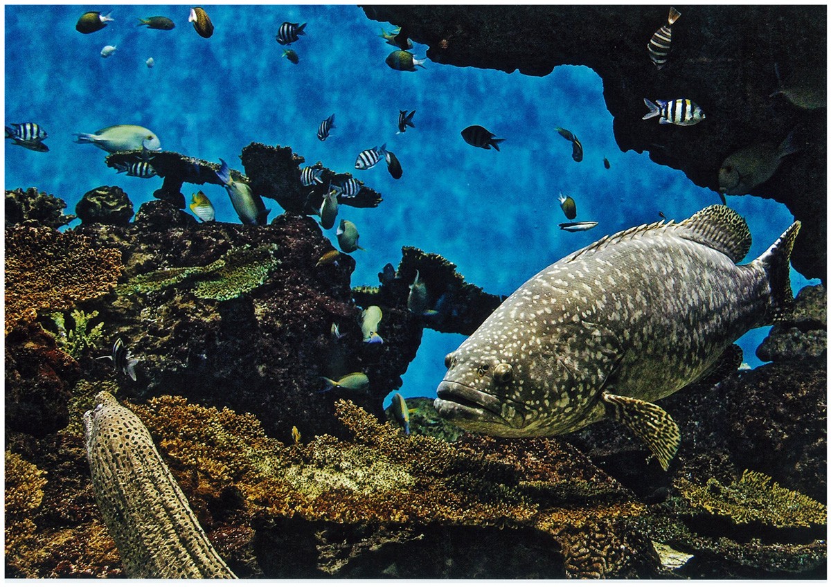 「鹿兒島的深海」、「海牛」等獨特的主題展示