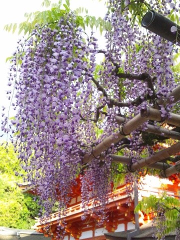 春日大社境内的「萬葉植物園」：紫藤花名所