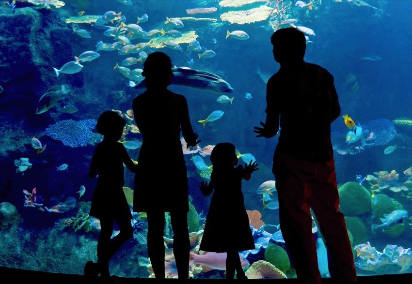 Berbagai Cara Menghabiskan Waktu di Sumida Aquarium!