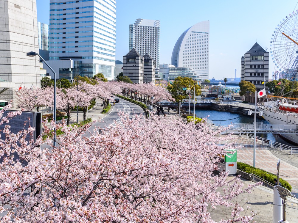 「横濱港未來21」的高樓大廈林立街道以櫻花滿開美景襯托