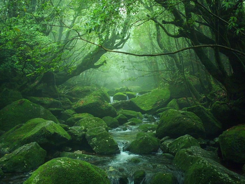 屋久杉讓屋久島被登錄為世界自然遺產