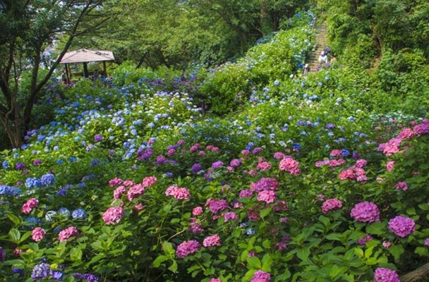 在日本静岡縣的 下田公園 欣賞當季盛開的花卉