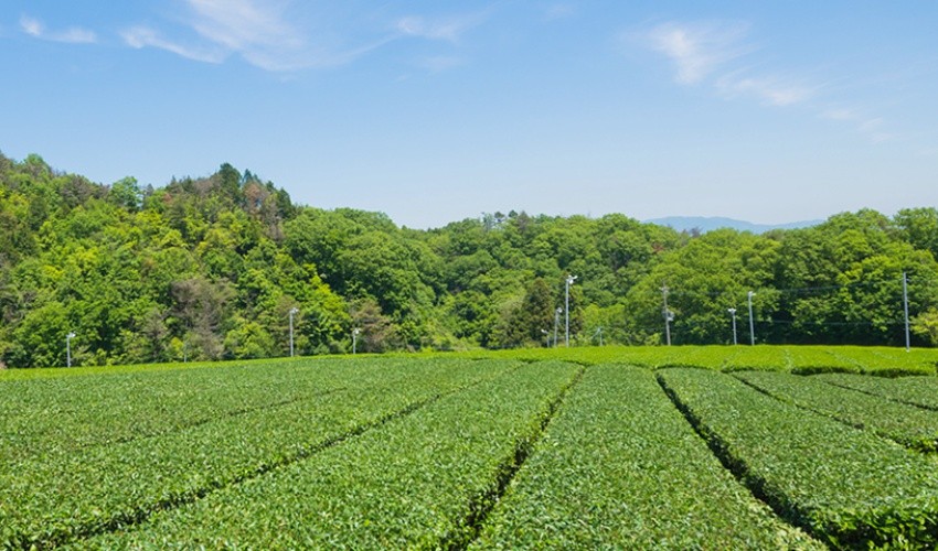 【奈良縣山添村】在奈良縣的大和高原 品嚐世界第一的紅茶