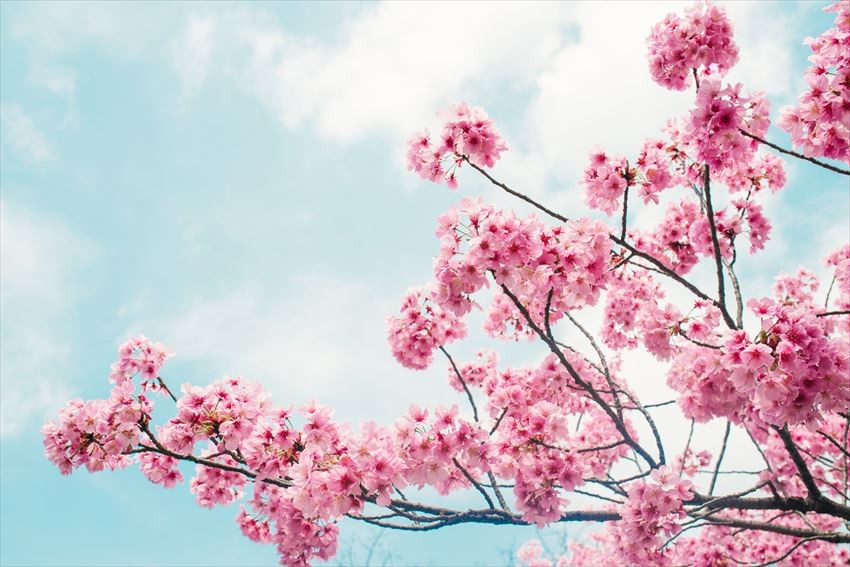 1000 Gambar Bunga Sakura Animasi Infobaru