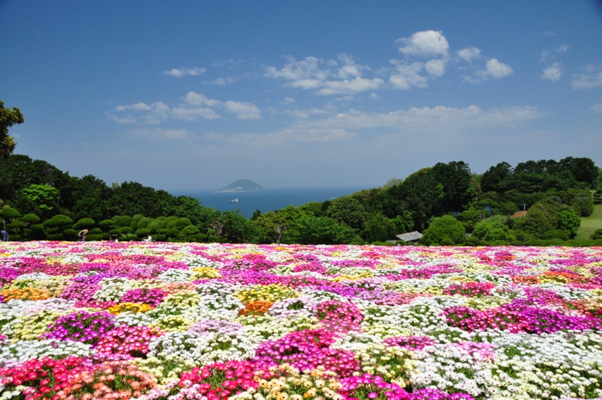 春天的花卉 絕美景色 能古島海島公園