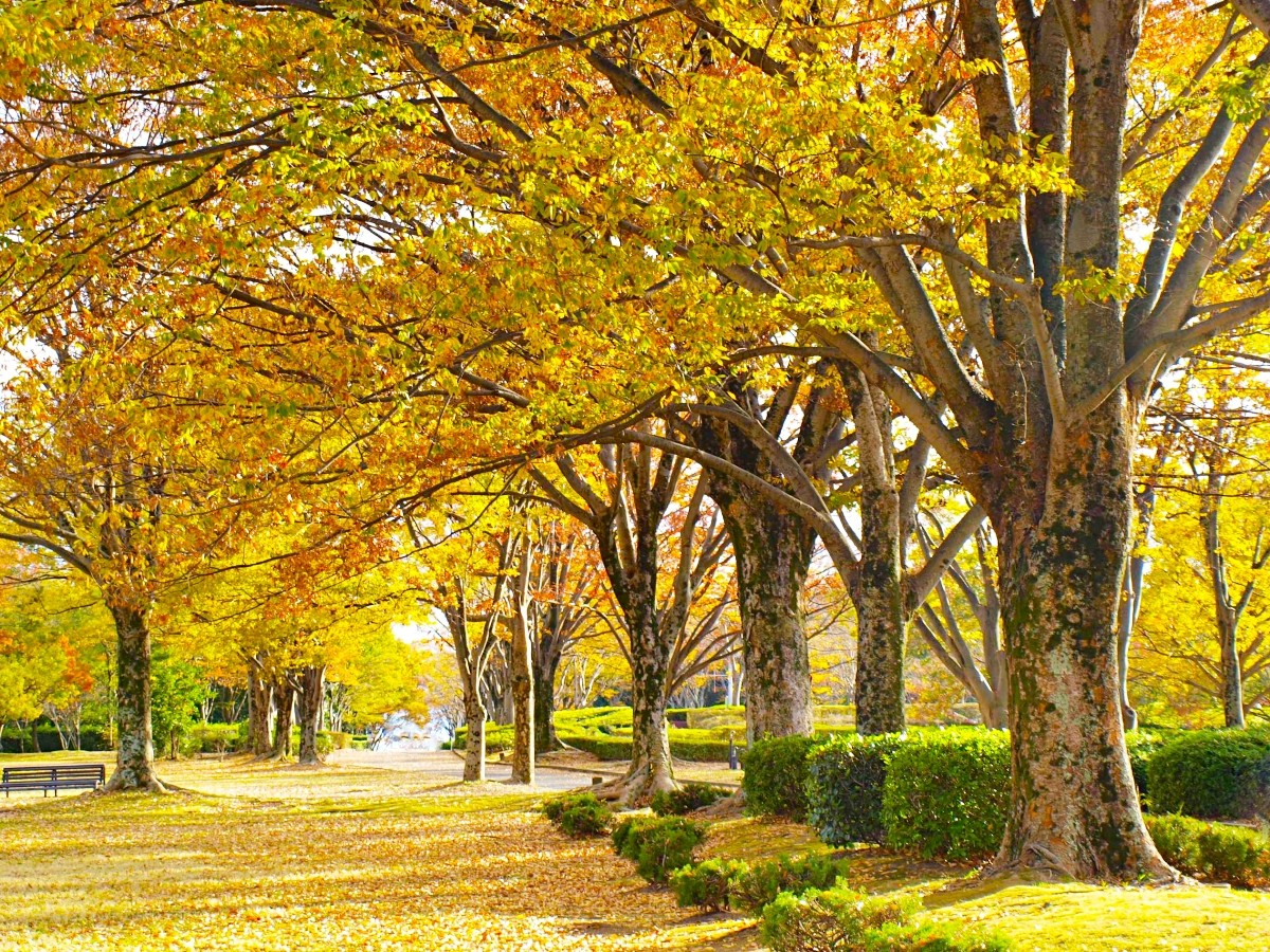  Expo '70 Commemorative Park Autumn Leaf Festival