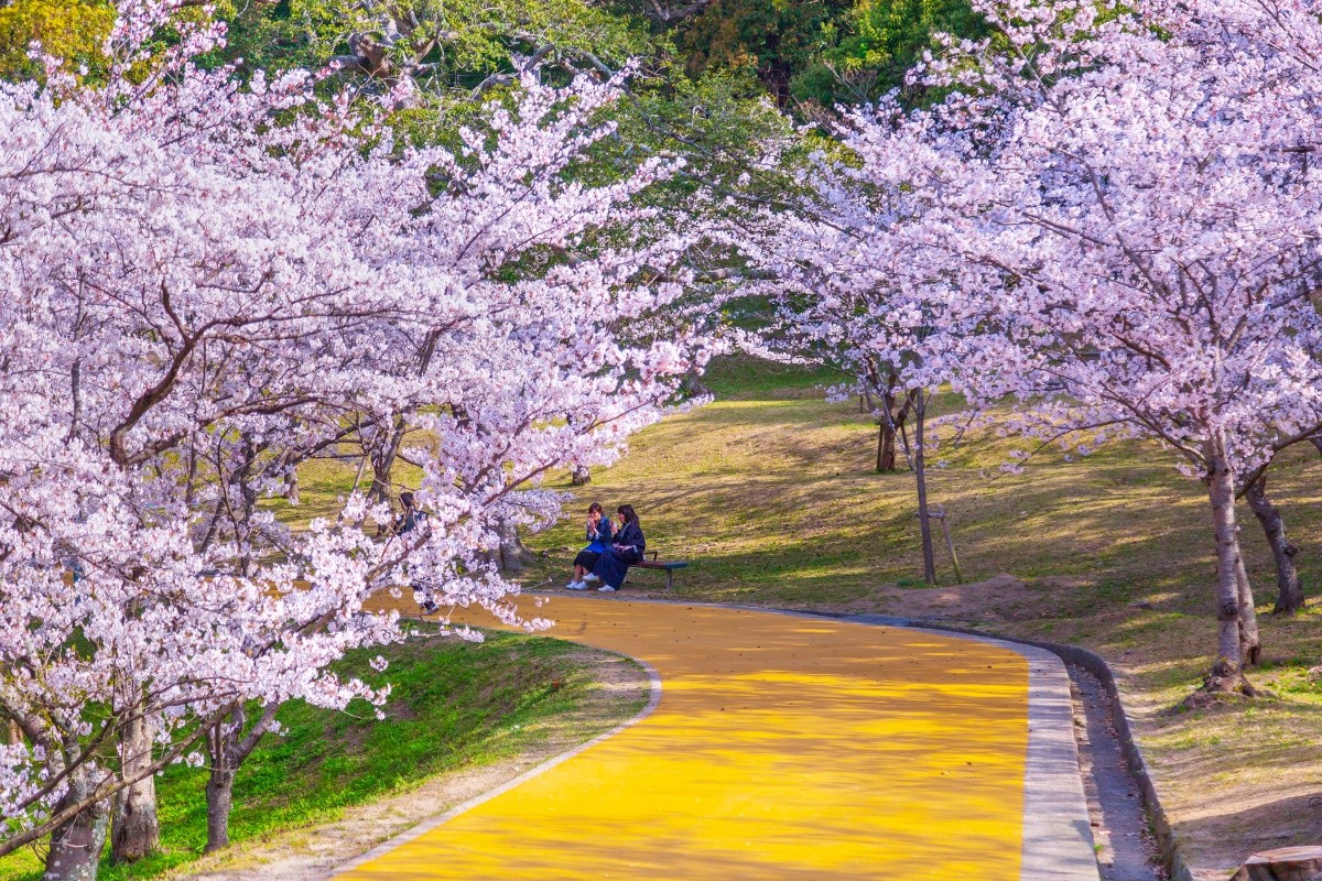 Lễ hội hoa anh đào tại Công viên Nishi, tỉnh Fukuoka