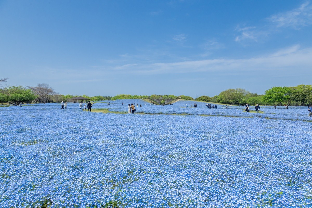 海の中道 フラワーピクニック