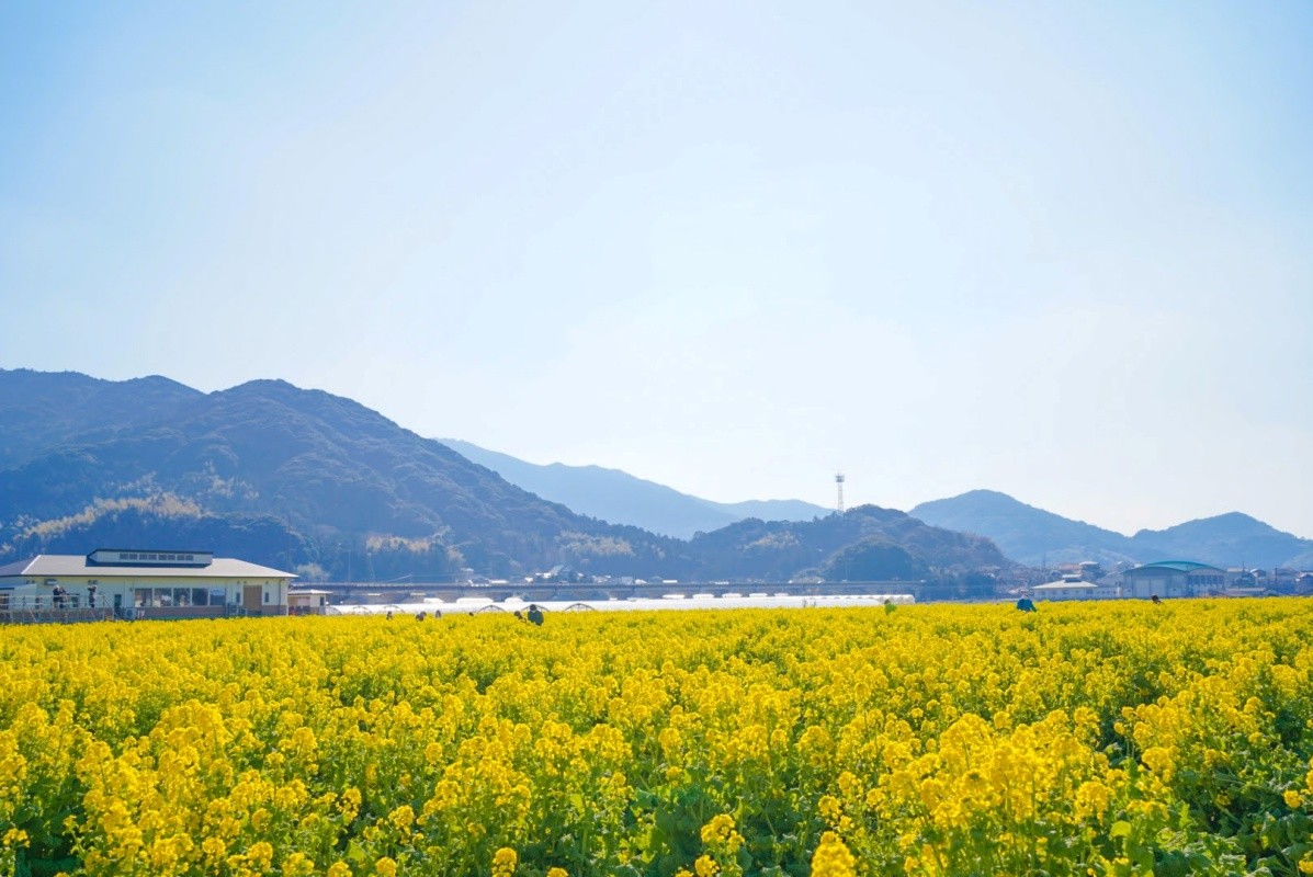 福岡県 糸島 福ふくの里 菜の花まつり