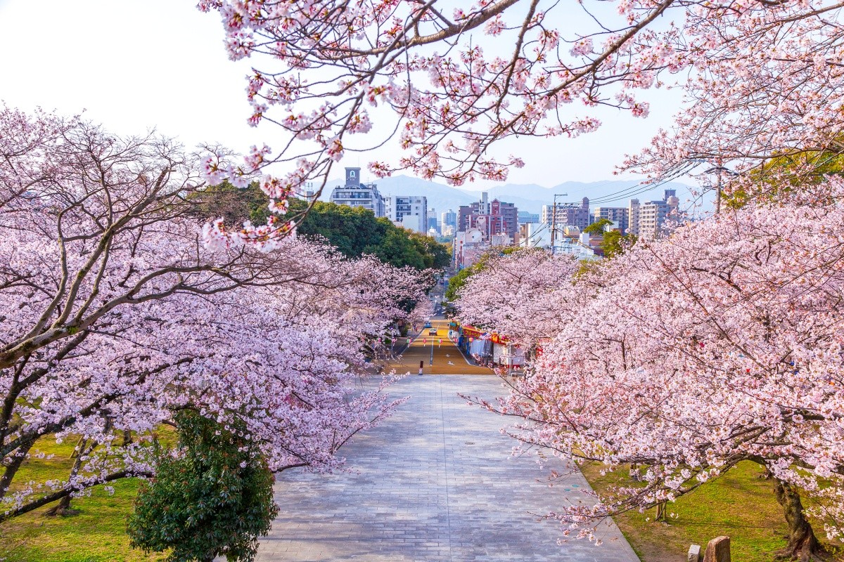 Lễ hội hoa anh đào tại Công viên Nishi, tỉnh Fukuoka