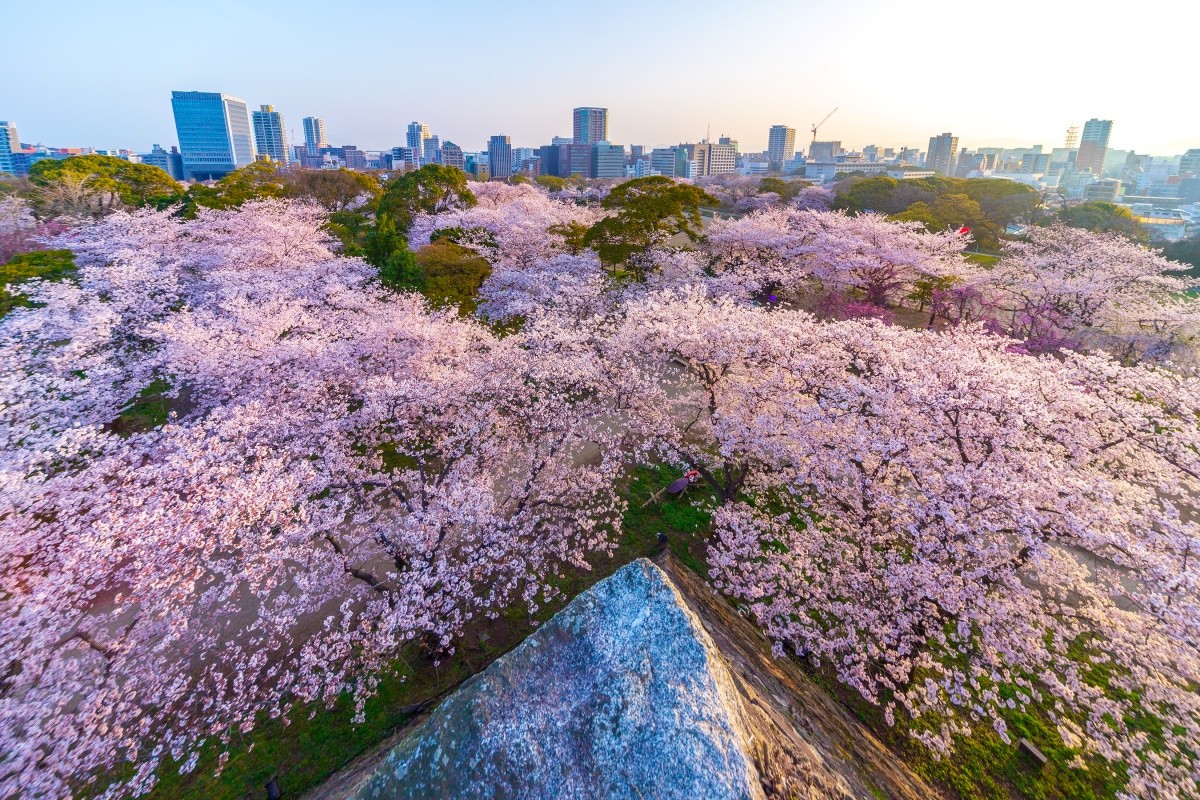  Lễ hội hoa anh đào tại lâu đài Fukuoka, Công viên Maizuru