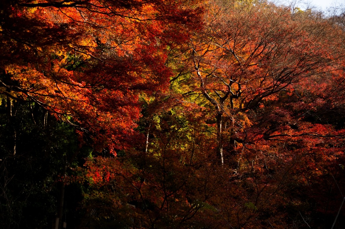 大阪 秋 紅葉 活動 祭典