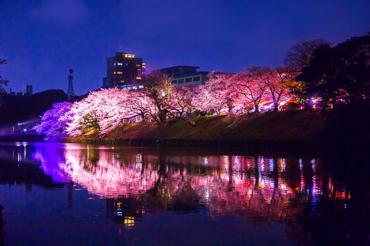  Lễ hội hoa anh đào tại lâu đài Fukuoka, Công viên Maizuru