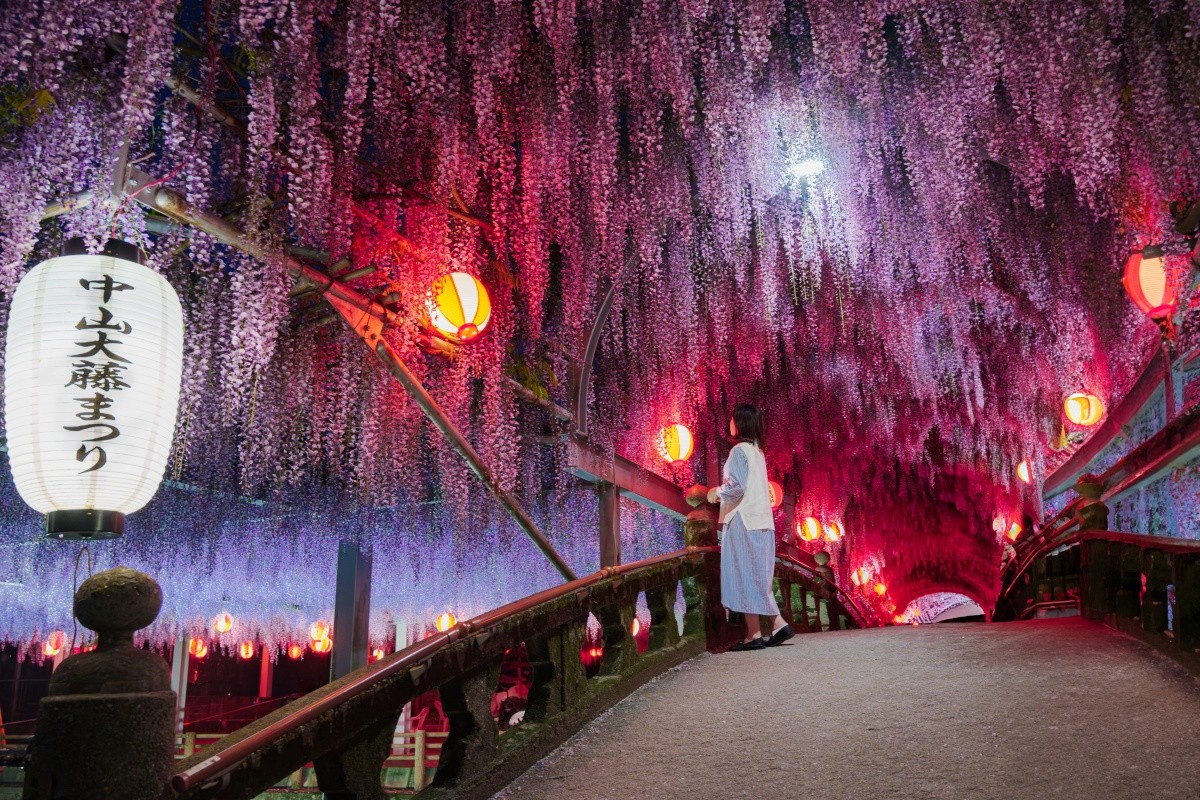 八女市 中山熊野神社 中山大藤花祭