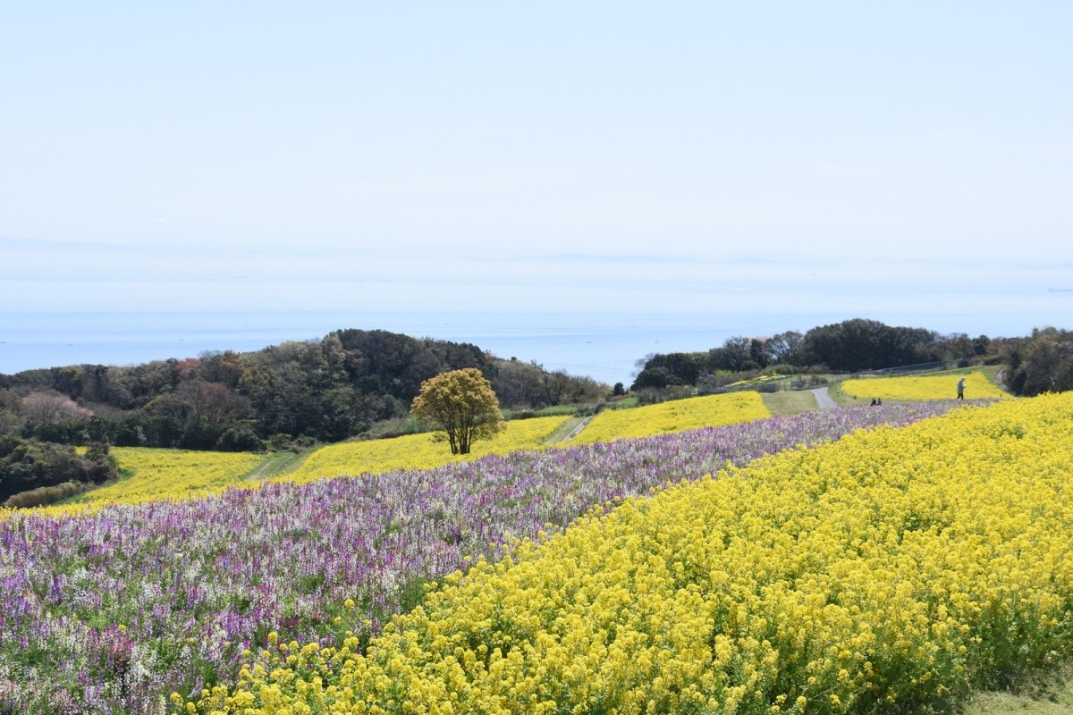 兵庫縣立公園 淡路花SAJIKI【兵庫縣】