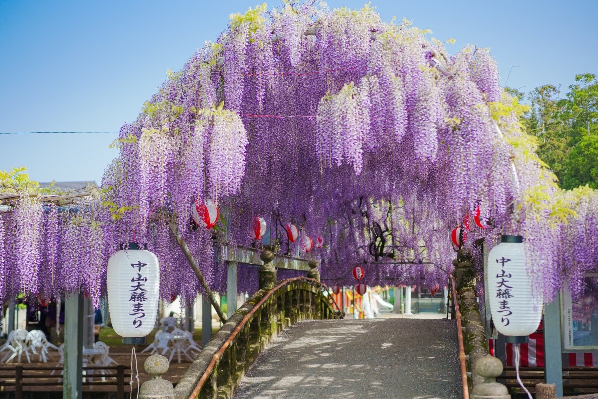 八女市 中山熊野神社 中山大藤まつり