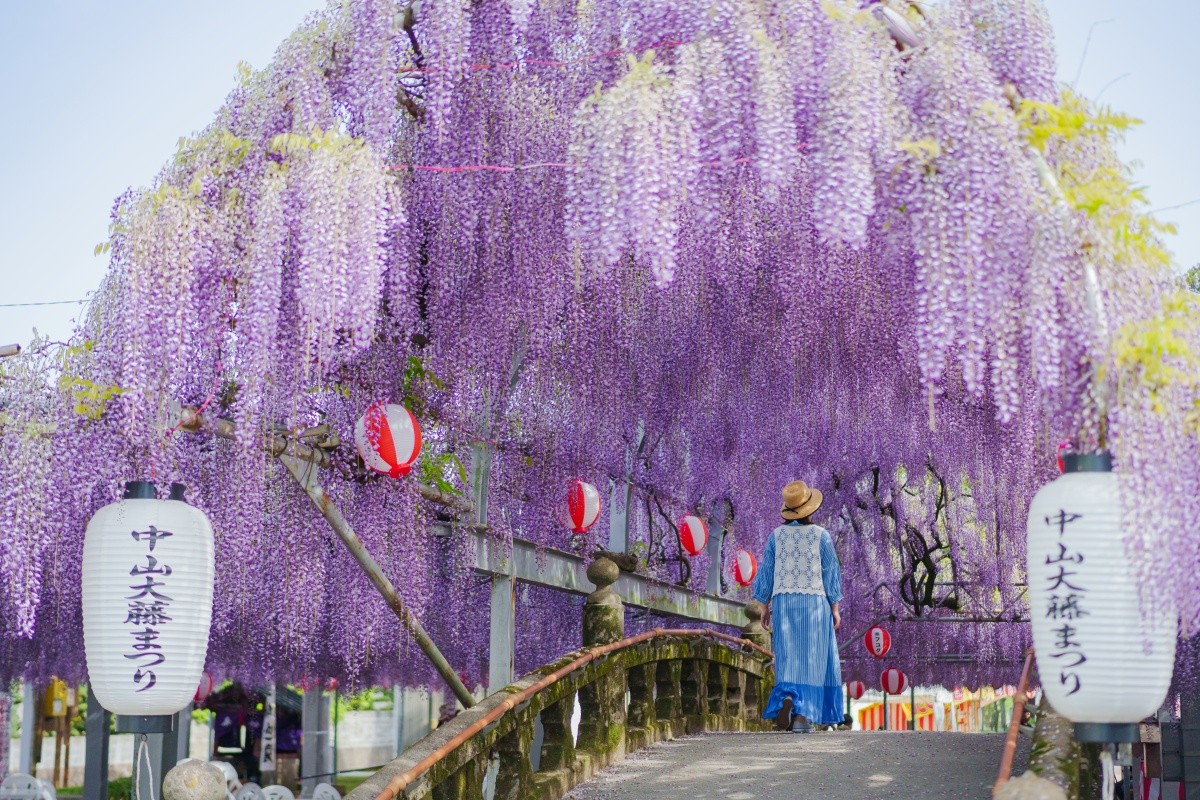 Sự kiện mùa xuân nổi bật tại Fukuoka