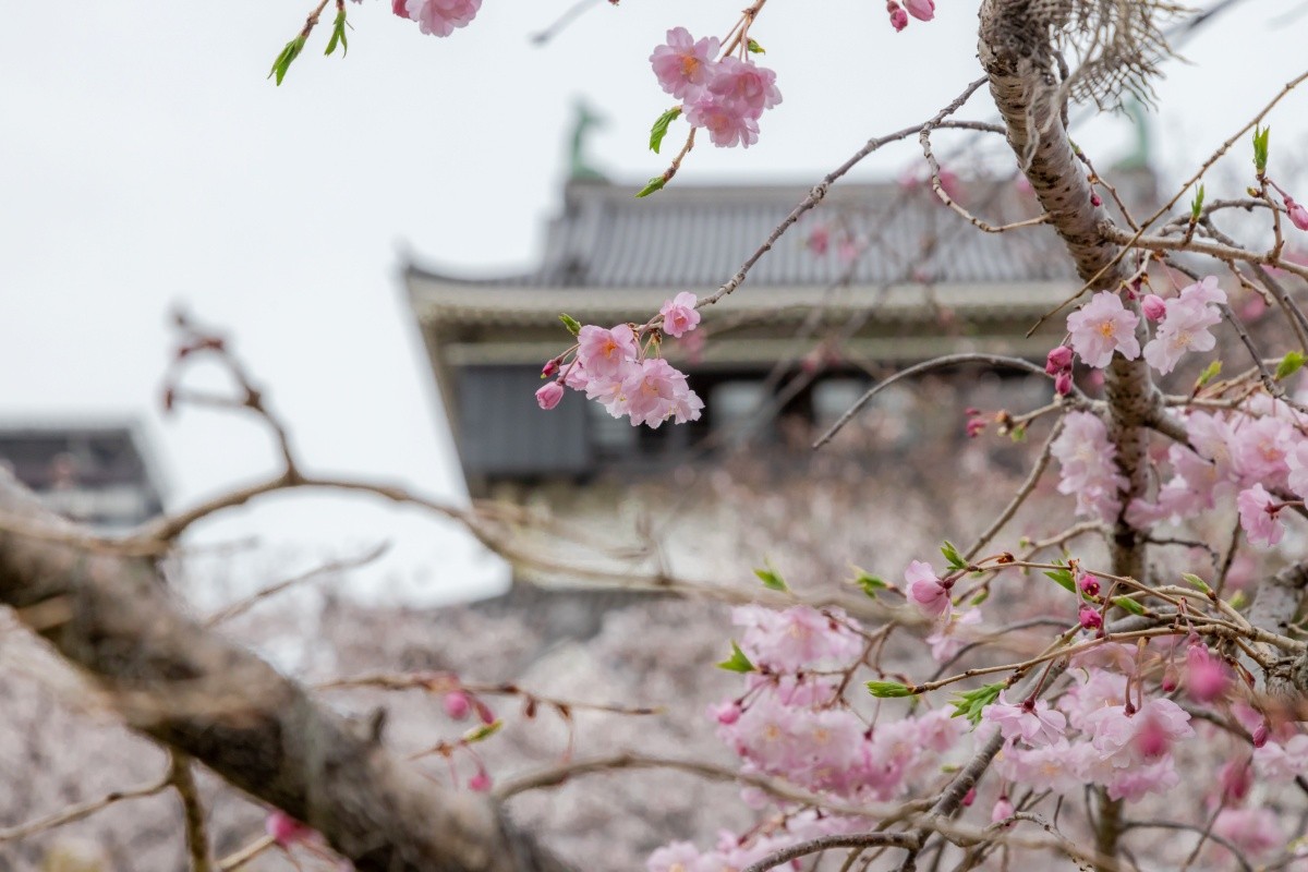 Lễ hội hoa anh đào tại lâu đài Kokura, tỉnh Fukuoka