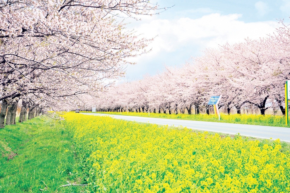 第1名：櫻花與油菜花之路【秋田縣】