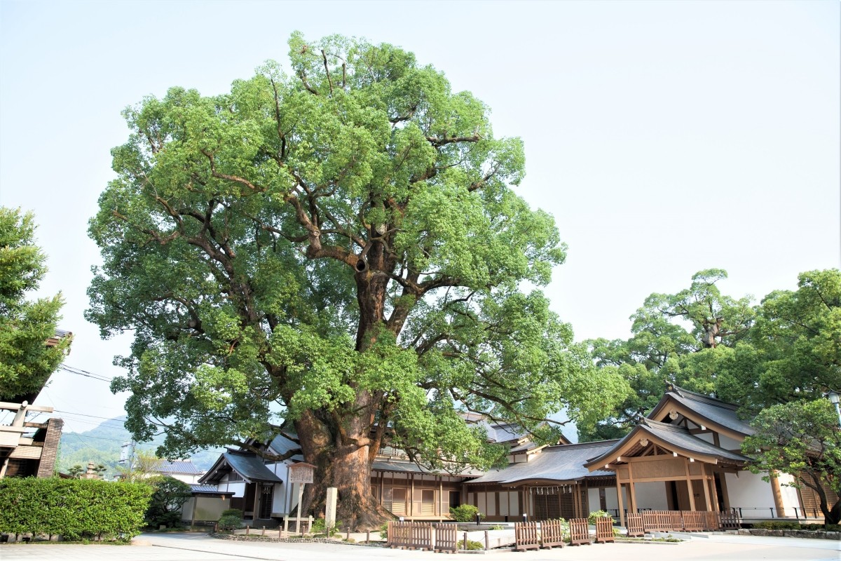 大樟 太宰府天滿宮