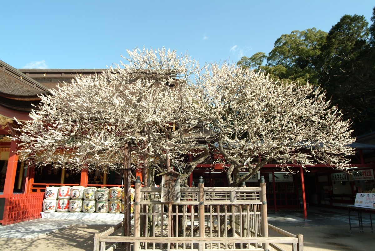 飛梅傳說 太宰府天滿宮