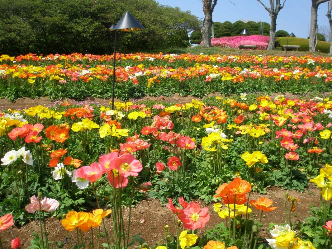 春の花 絶景 のこのしまアイランドパーク