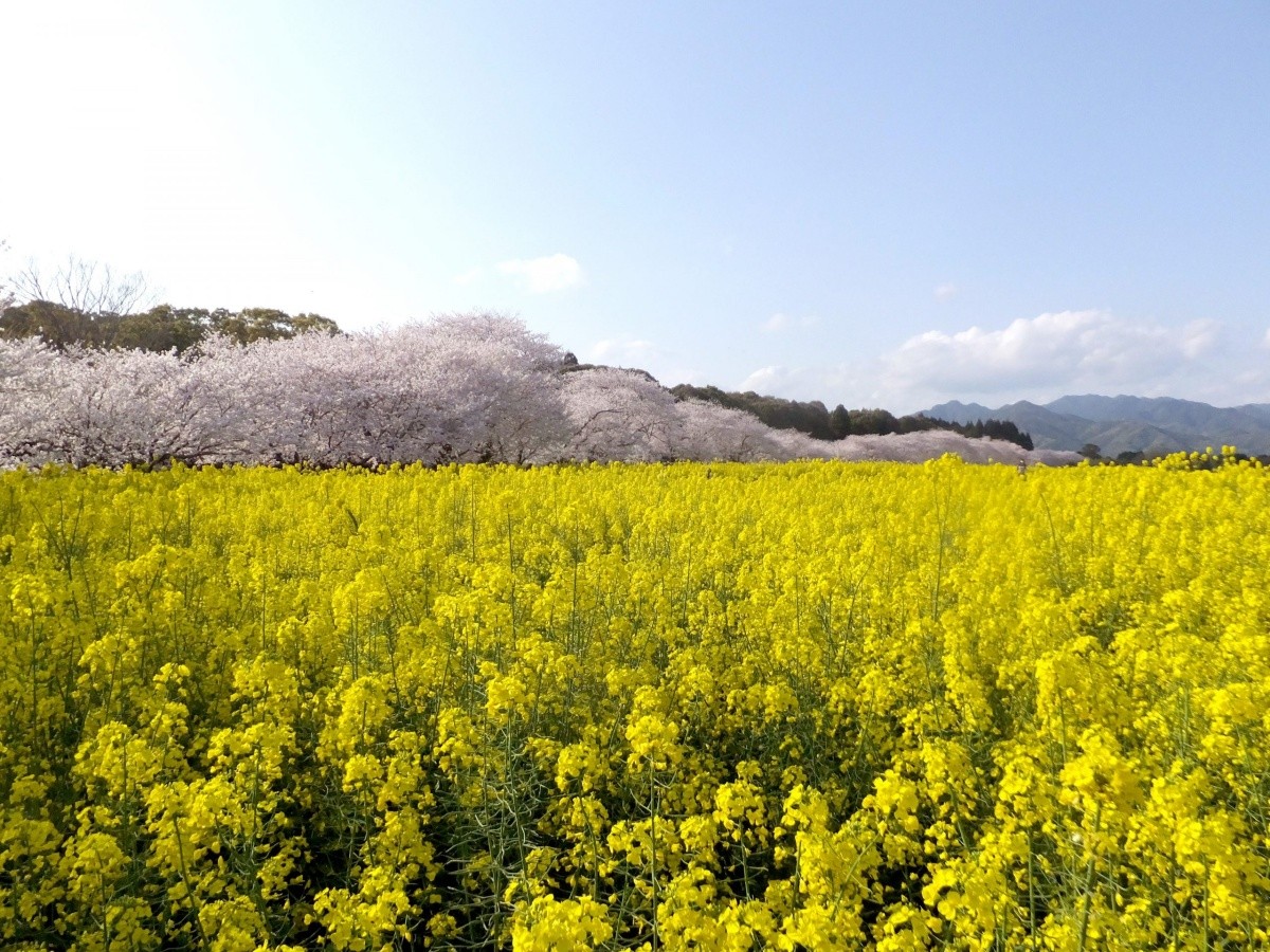 西都原古墳群【宮崎縣】