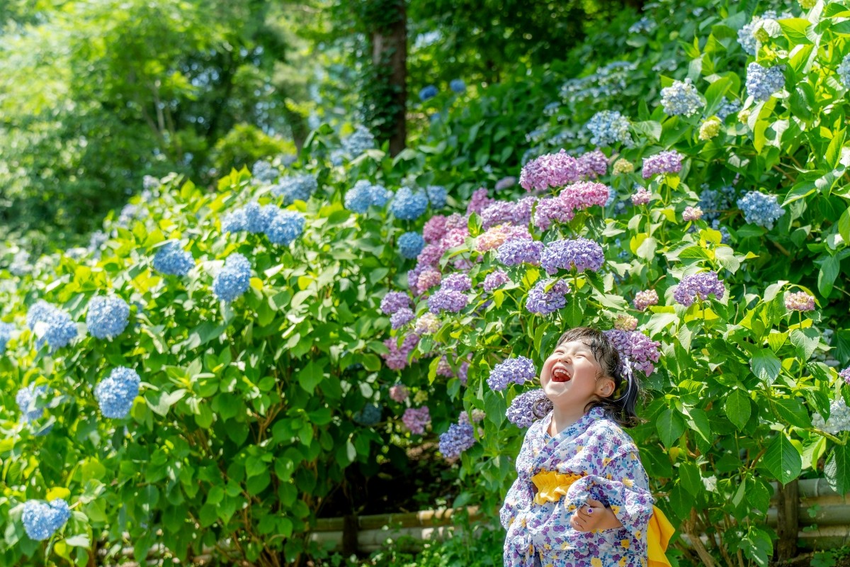 Lễ hội hoa cẩm tú cầu tại Công viên Taikoyama