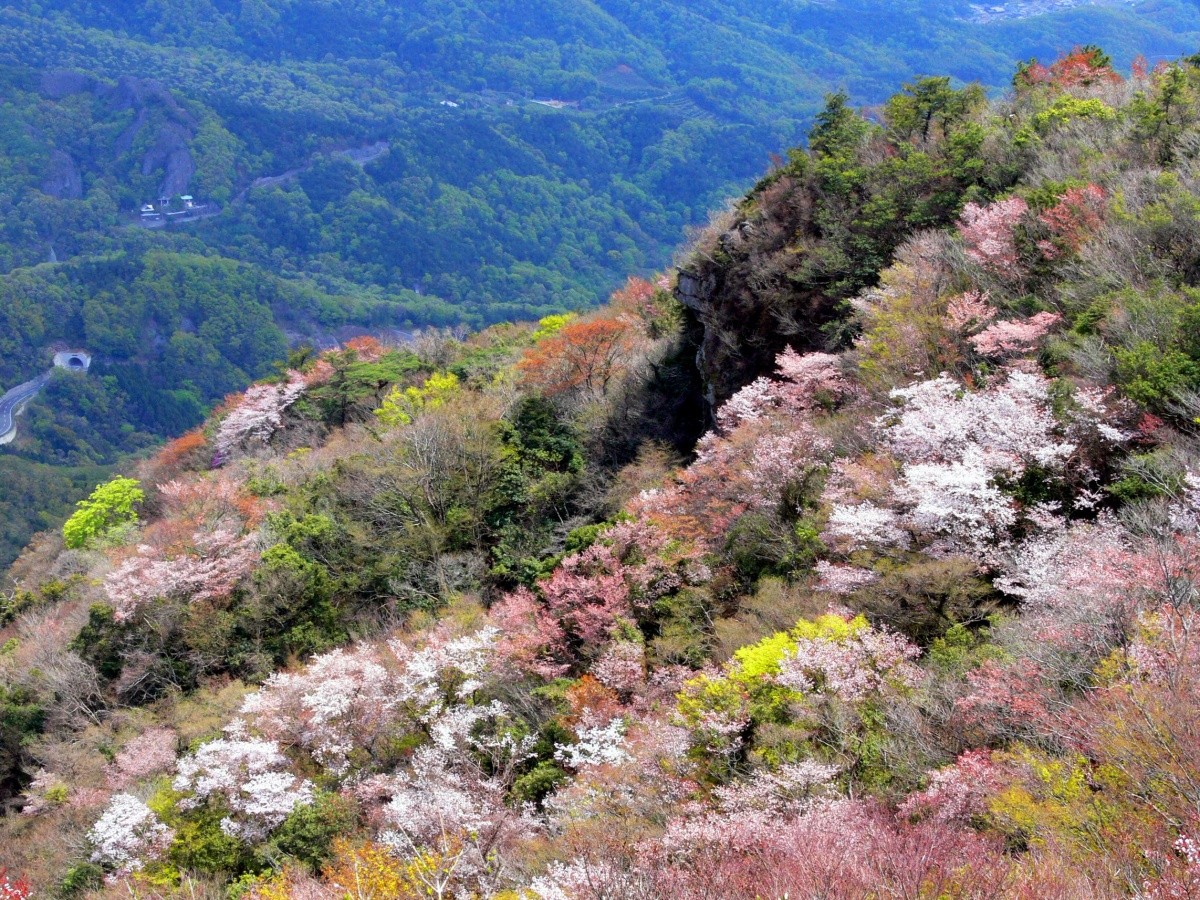 小豆島 櫻花