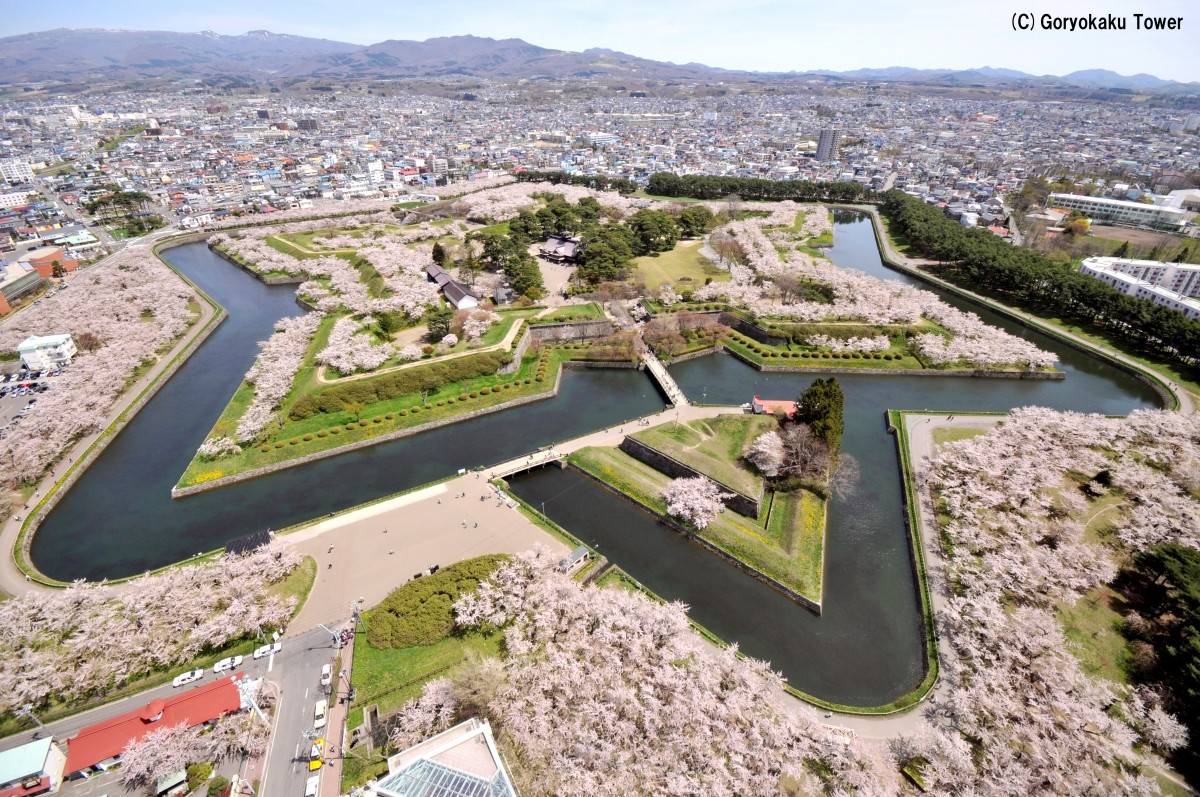 ซากุระที่สวนโงเรียวกาคุ (ฮาโกดาเตะ)