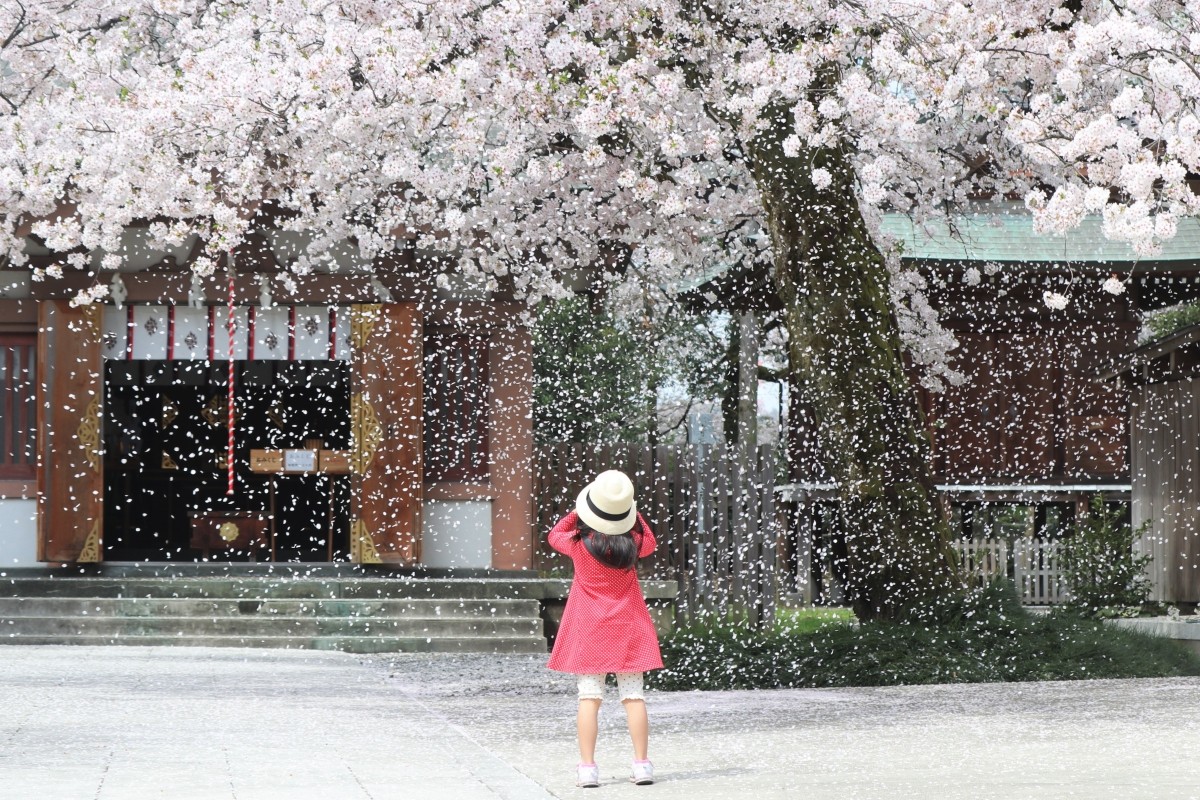 Toyama Đền Toyama Gokoku Hoa anh đào