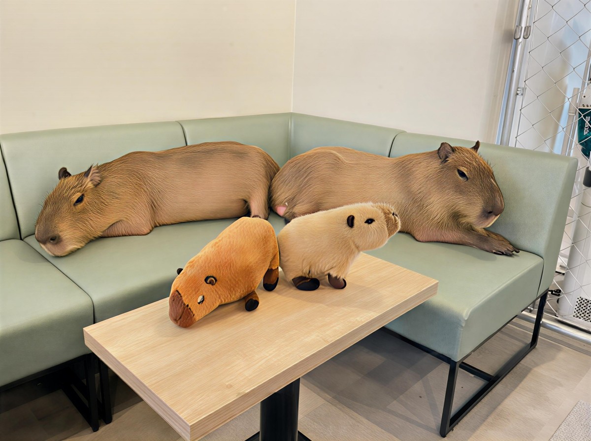 Capybara Cafe cafe capyba