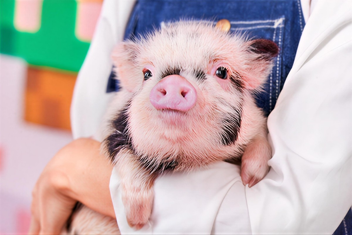 Micro Pig Cafe mipig cafe