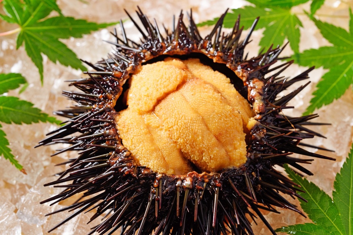 Sea Urchin