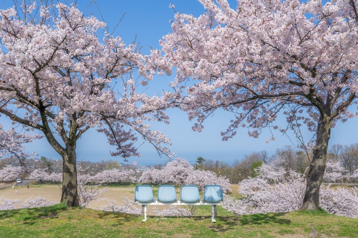 Toyama Công viên thể thao Momoyama Hoa anh đào Ghế băng