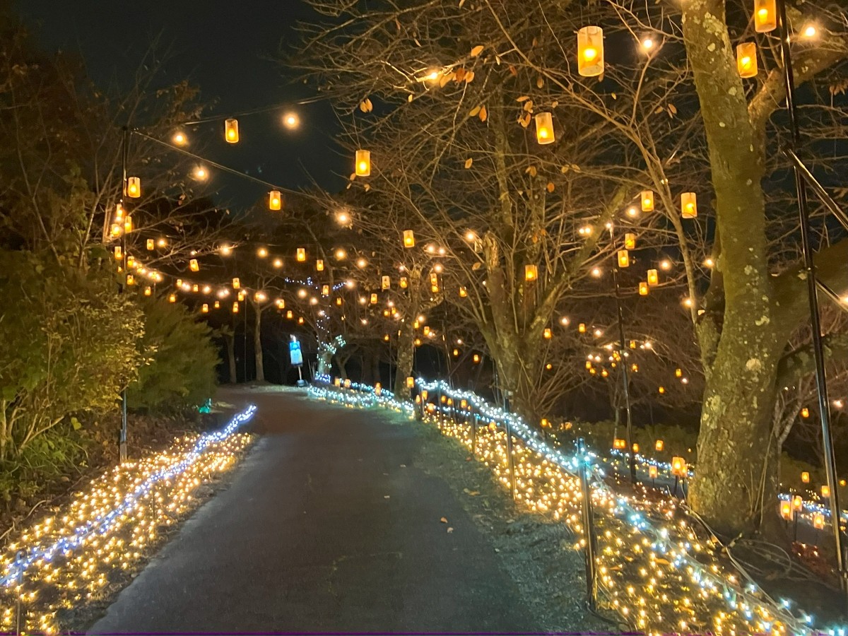 Forest of Light Sagamiko Illumillion