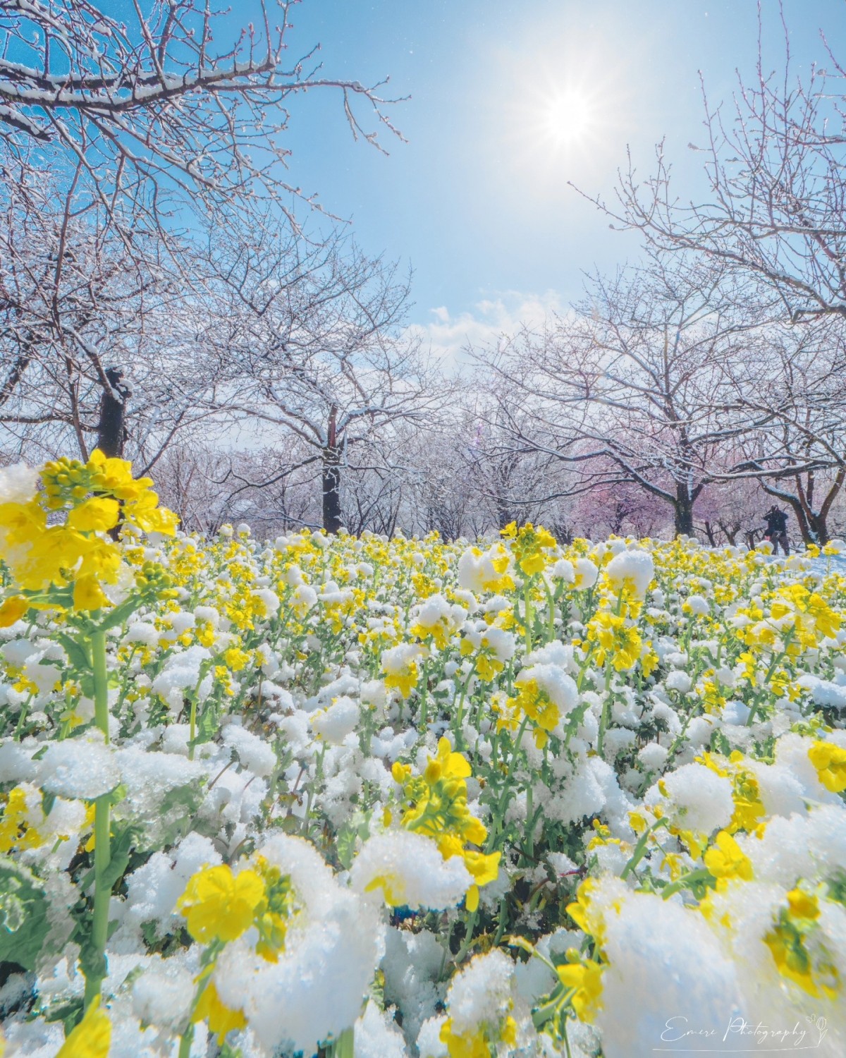 Vườn Thực vật Trung tâm Toyama Hoa anh đào Hoa cải dầu