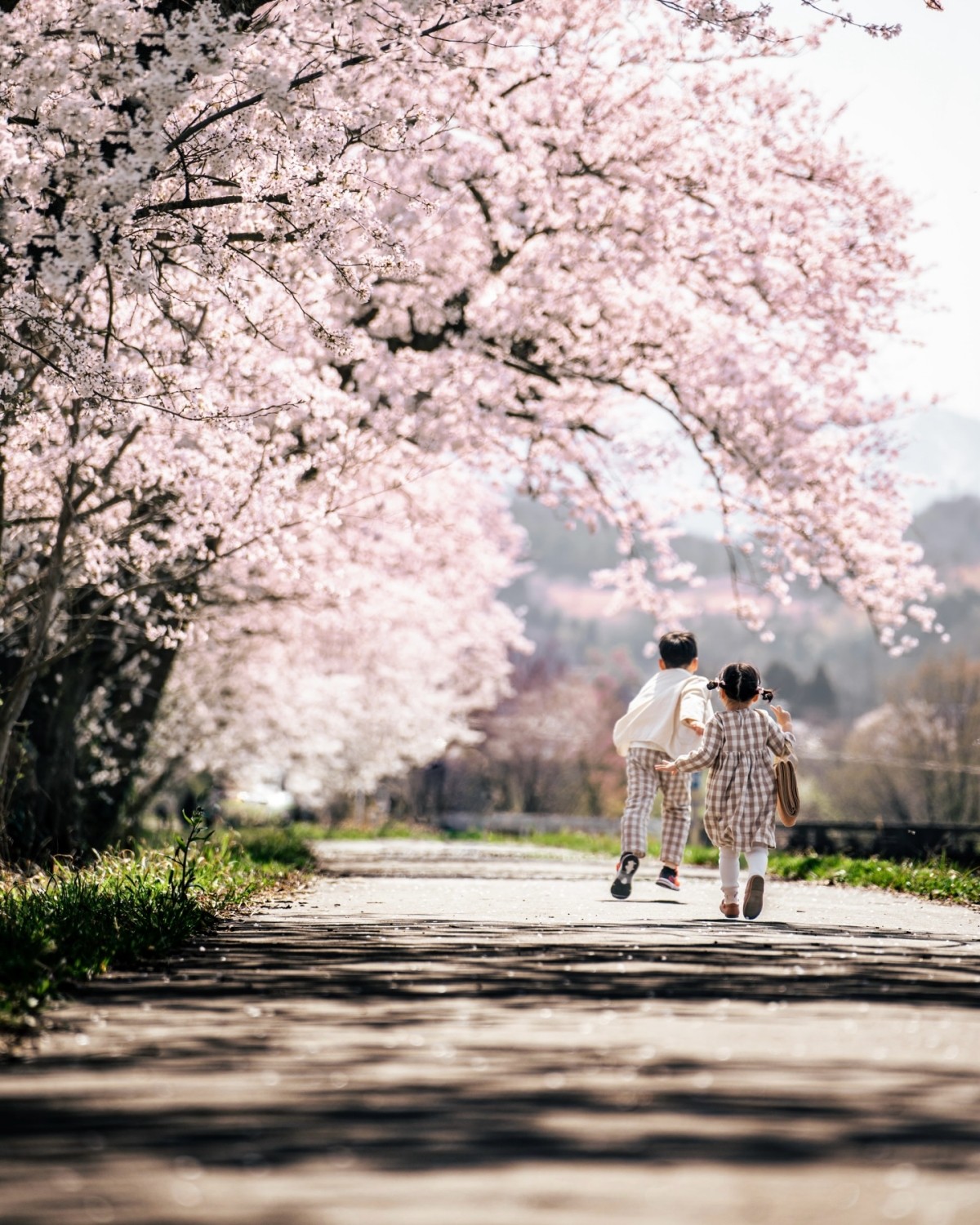 Đê hoa anh đào sông Jinzu Shio no Senbonzakura Toyama