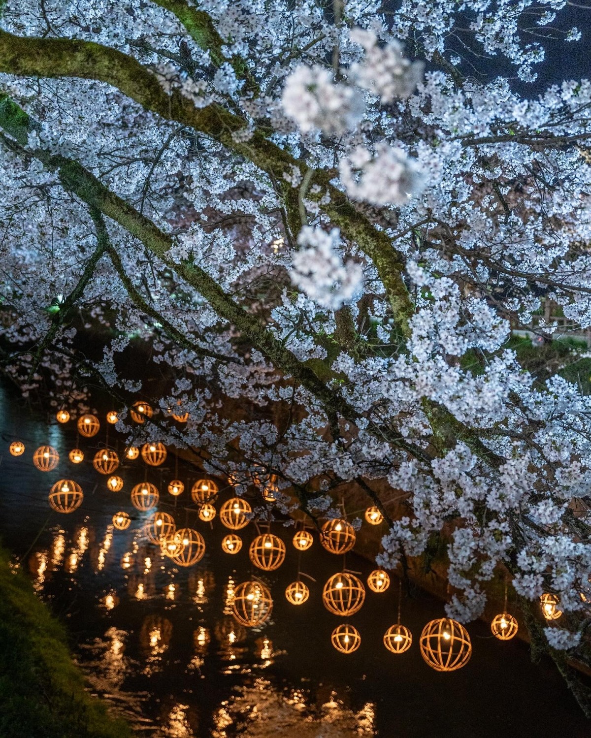 Toyama Takaoka Gandogawa hoa anh đào