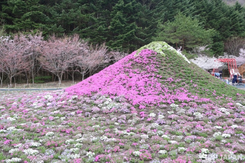 Mini Shibazakura Fuji