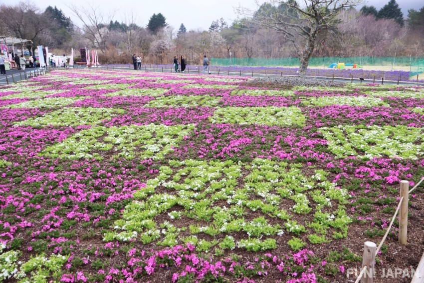 Checkered Shibazakura