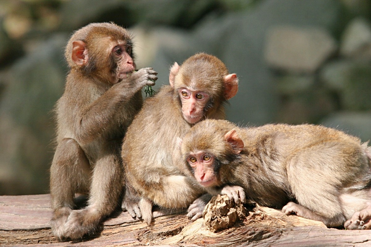 高崎山自然動物園