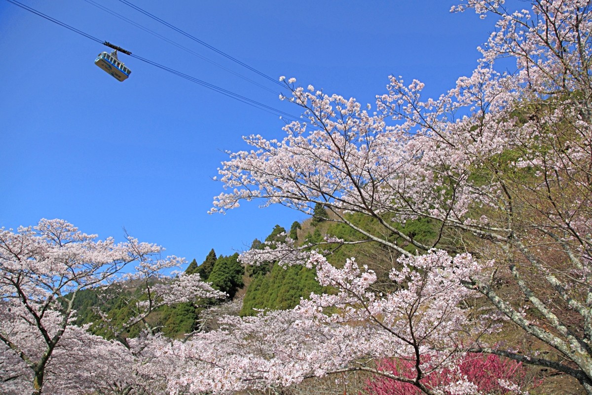 別府空中纜車（4月）