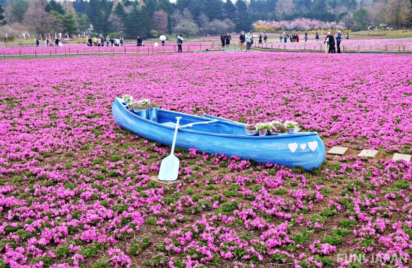 A Small Boat Sailing on a Sea of Pink